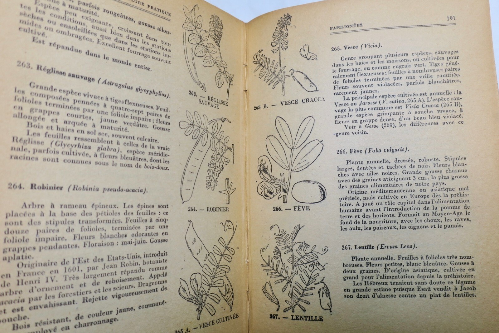 Flore pratique 1950 – Image 3