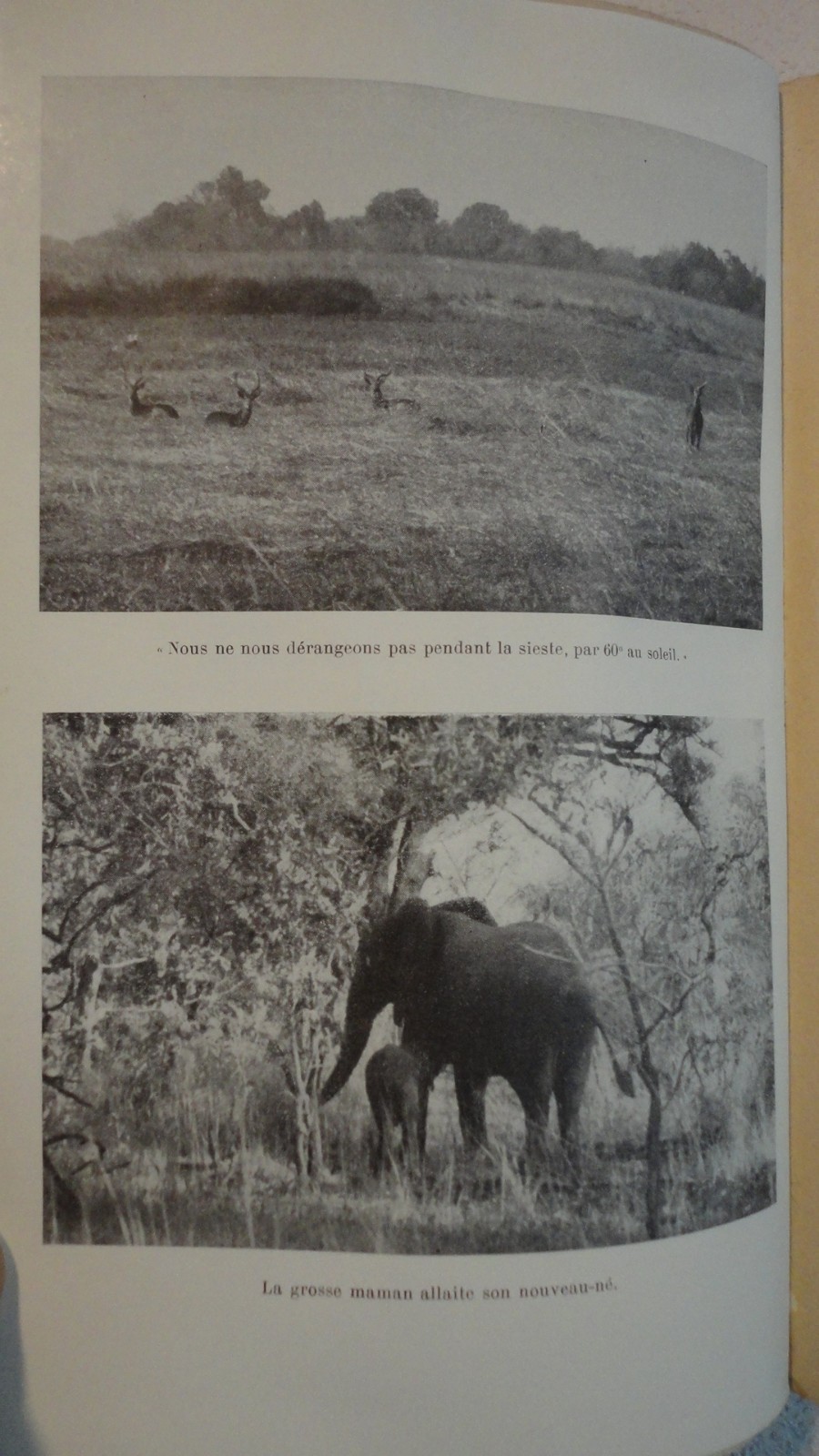 GROMIER La vie des animaux sauvages du Chari Oriental 1941 - La Librairie Antique