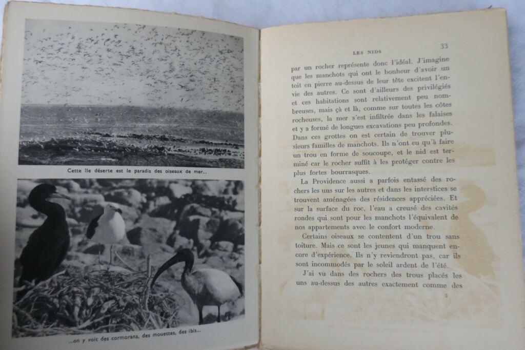 ILE DES MANCHOTS – THE ISLAND OF PENGUINS