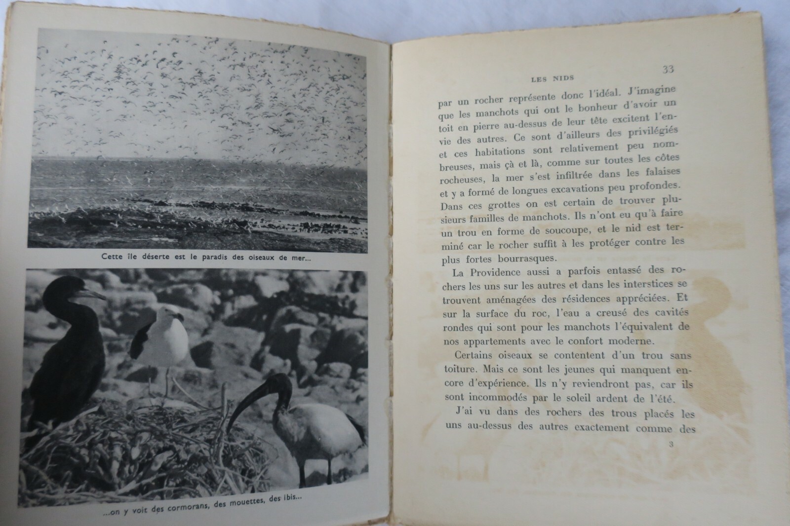 ILE DES MANCHOTS - THE ISLAND OF PENGUINS – Image 3