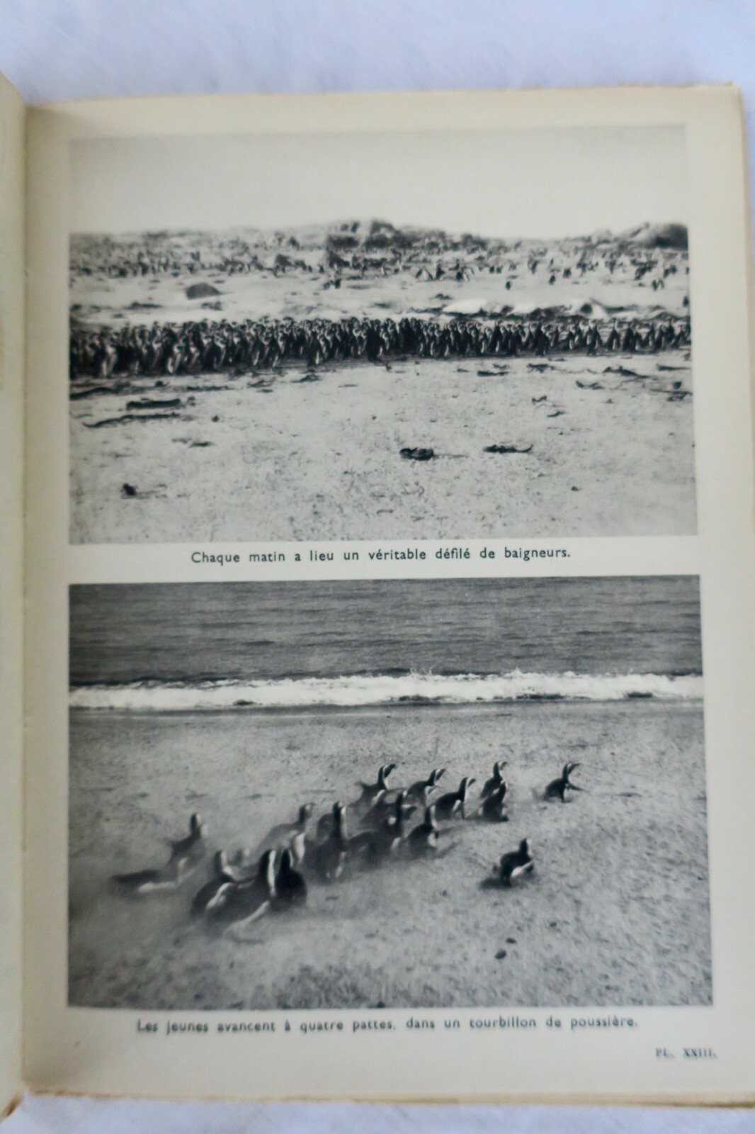 ILE DES MANCHOTS – THE ISLAND OF PENGUINS - La Librairie Antique