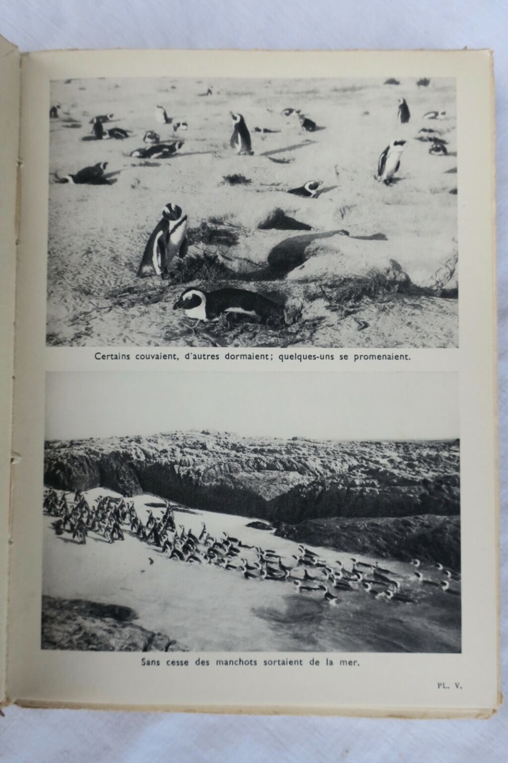 ILE DES MANCHOTS – THE ISLAND OF PENGUINS