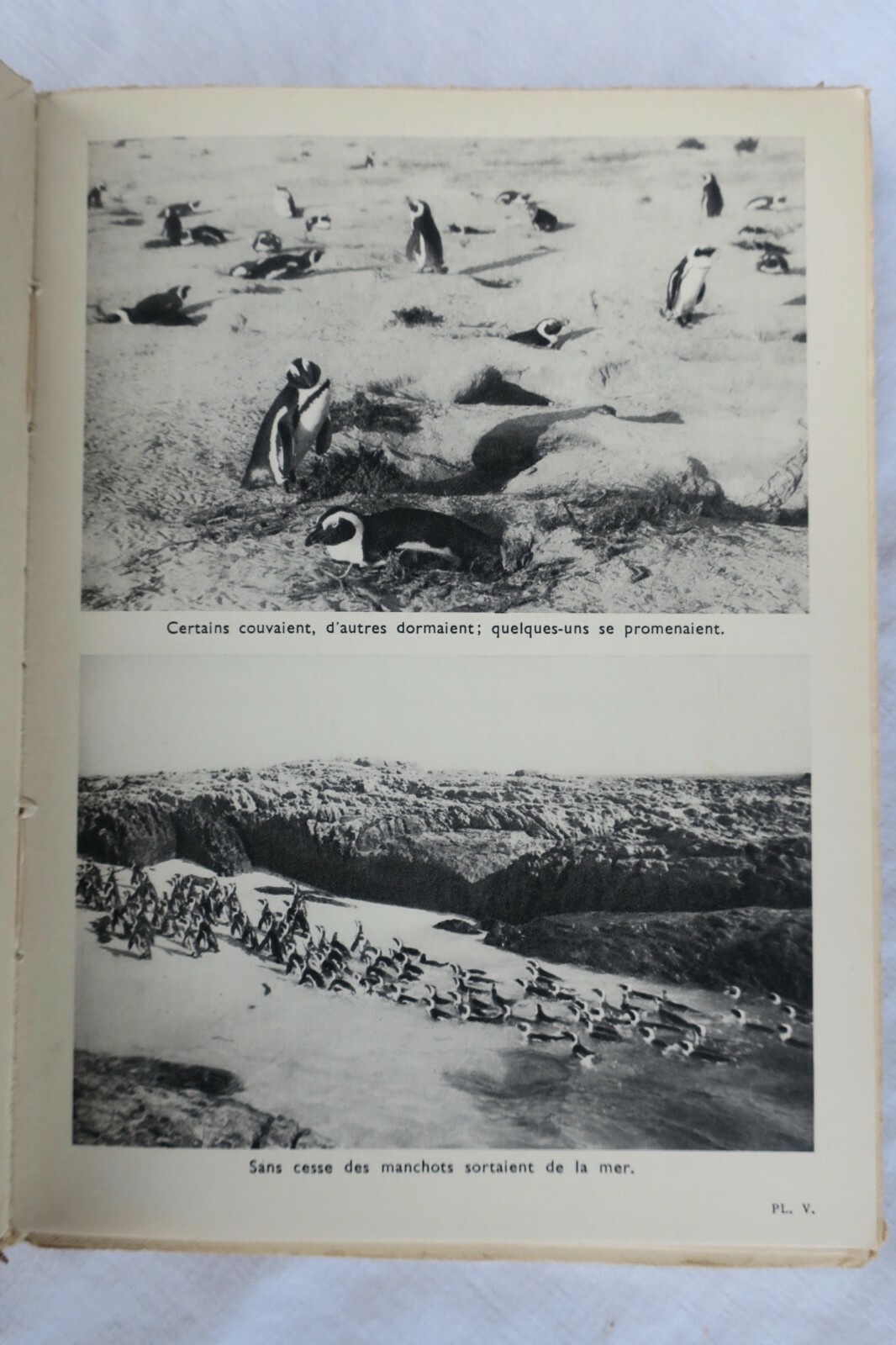 ILE DES MANCHOTS - THE ISLAND OF PENGUINS – Image 4