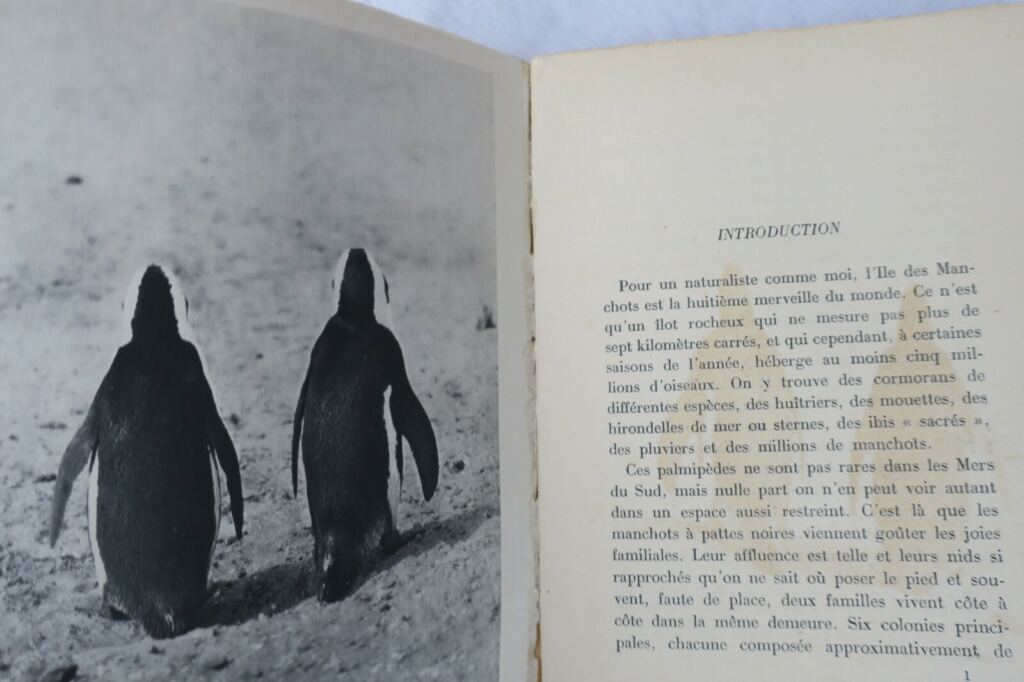 ILE DES MANCHOTS – THE ISLAND OF PENGUINS