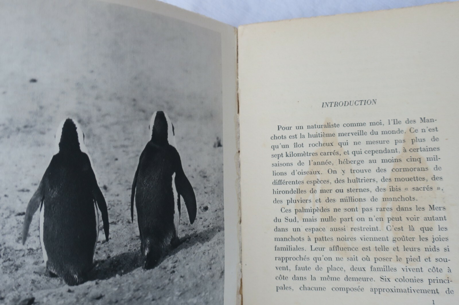 ILE DES MANCHOTS - THE ISLAND OF PENGUINS – Image 5