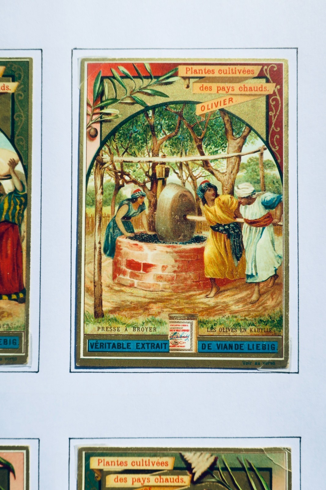 Liebig 6 Chromos Liebig: Pflanzen aus warmen Ländern (komplette Serie)