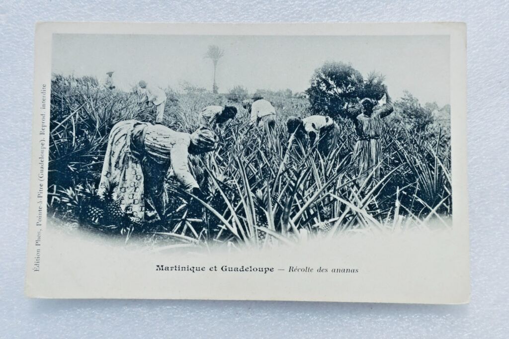 MARTINIQUE AND GUADALOUPE pineapple harvesting - Pointe-à-Pitre