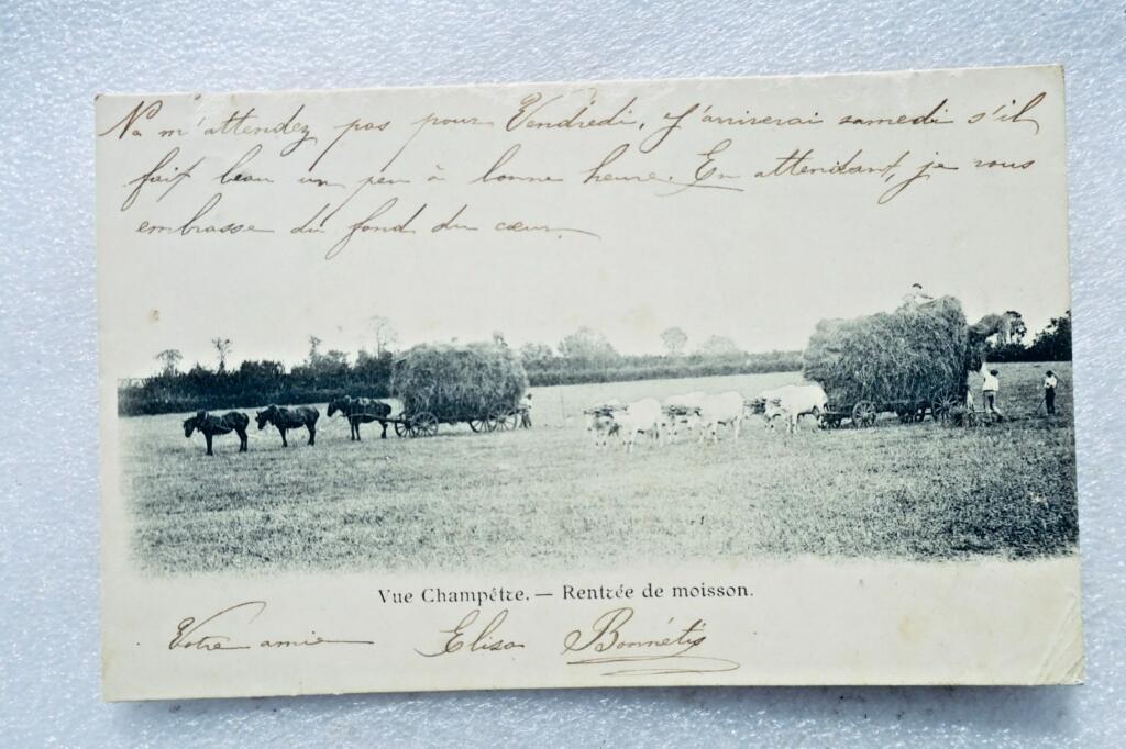 Moisson vue champêtre, Ernte 1904