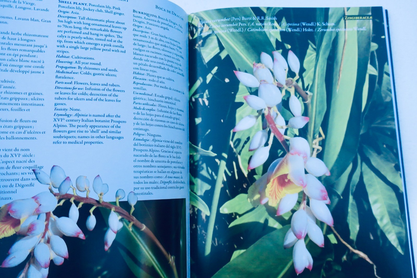 plantes Médicinales des tropiques – Image 4