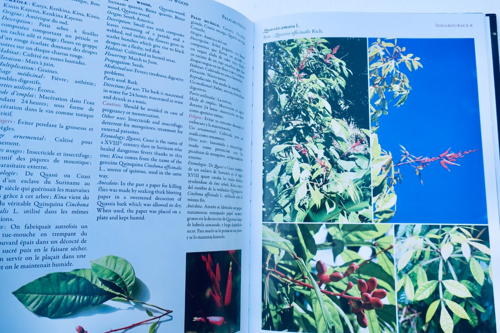 plantes Médicinales des tropiques – Image 8