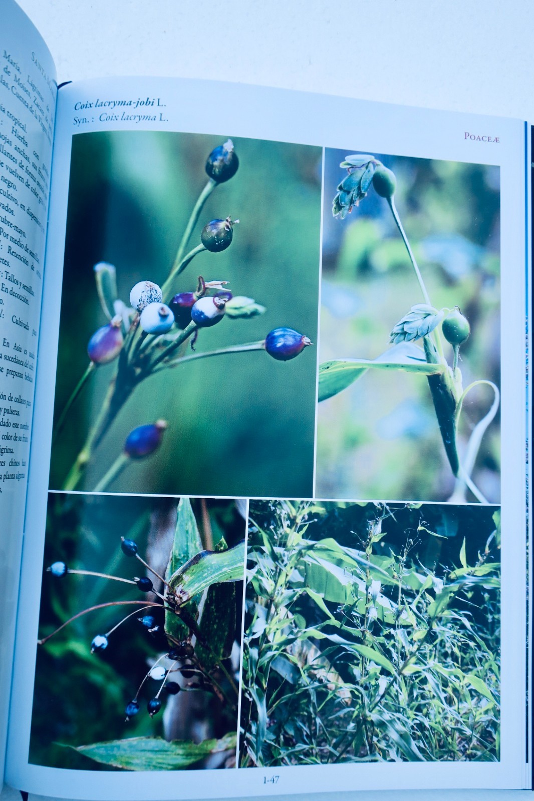 plantes Médicinales des tropiques – Image 5