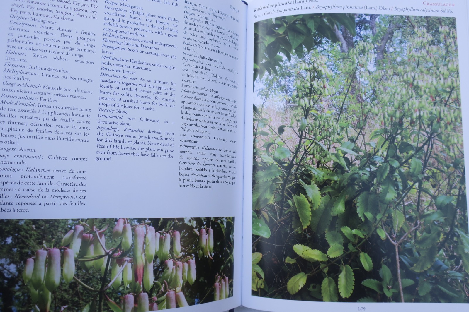 plantes Médicinales des tropiques – Image 7