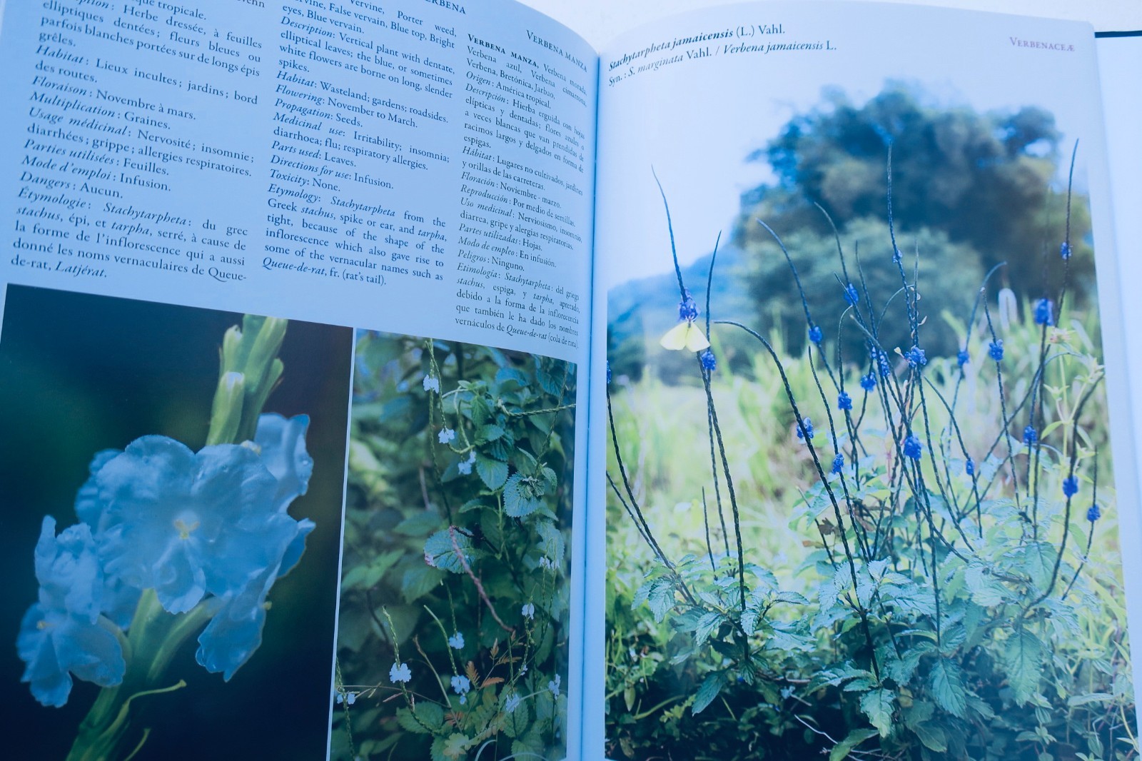 plantes Médicinales des tropiques – Image 9