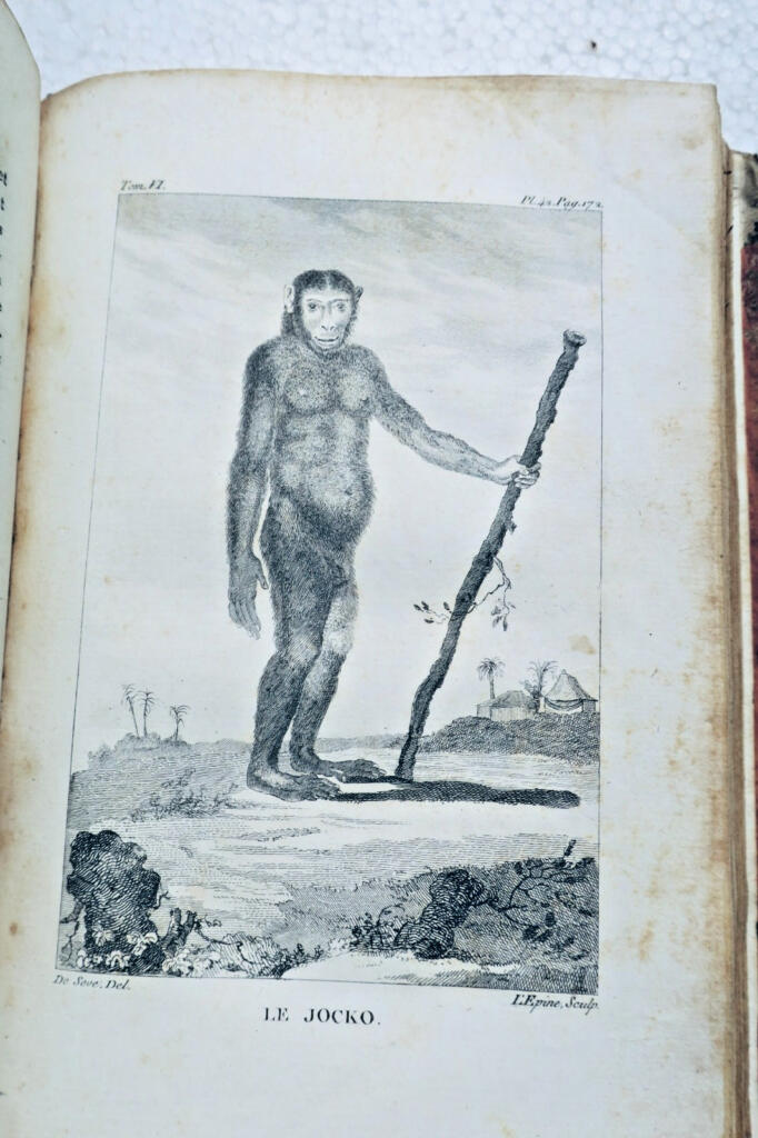 buffon HISTOIRE NATURELLE DE BUFFON 1804
