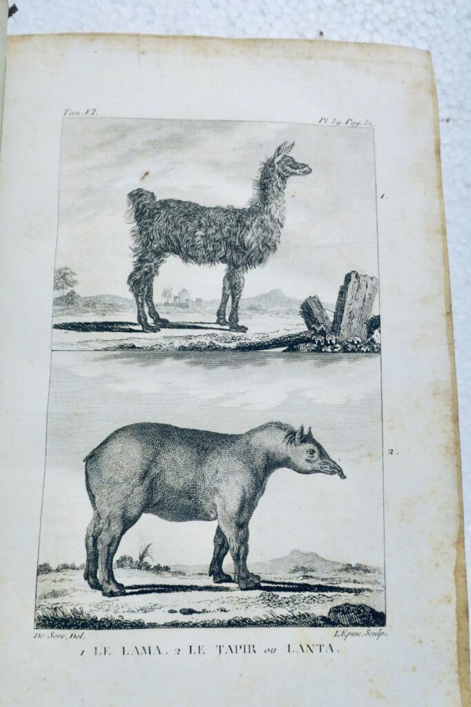 buffon HISTOIRE NATURELLE DE BUFFON 1804