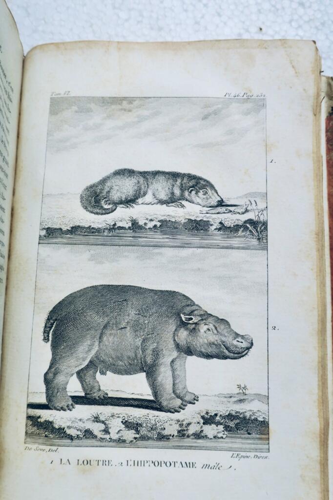 buffon HISTOIRE NATURELLE DE BUFFON 1804