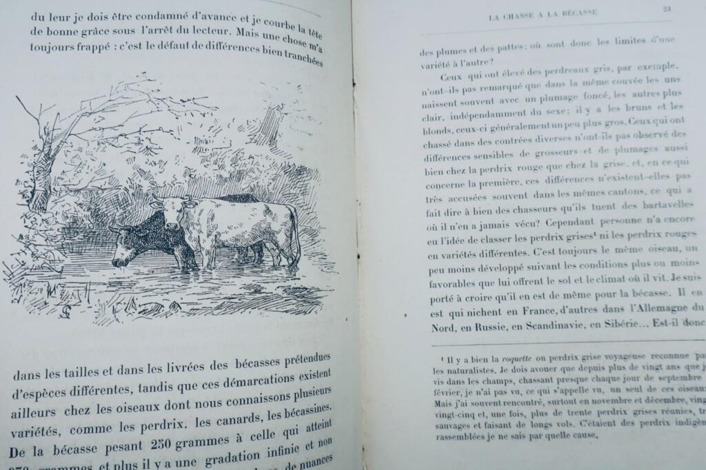 Jagd auf die Bekassine Audebert