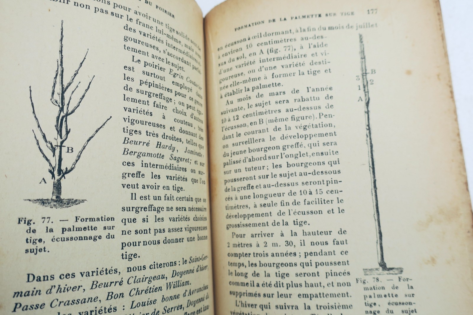 Birnen- und Apfelanbau 1921