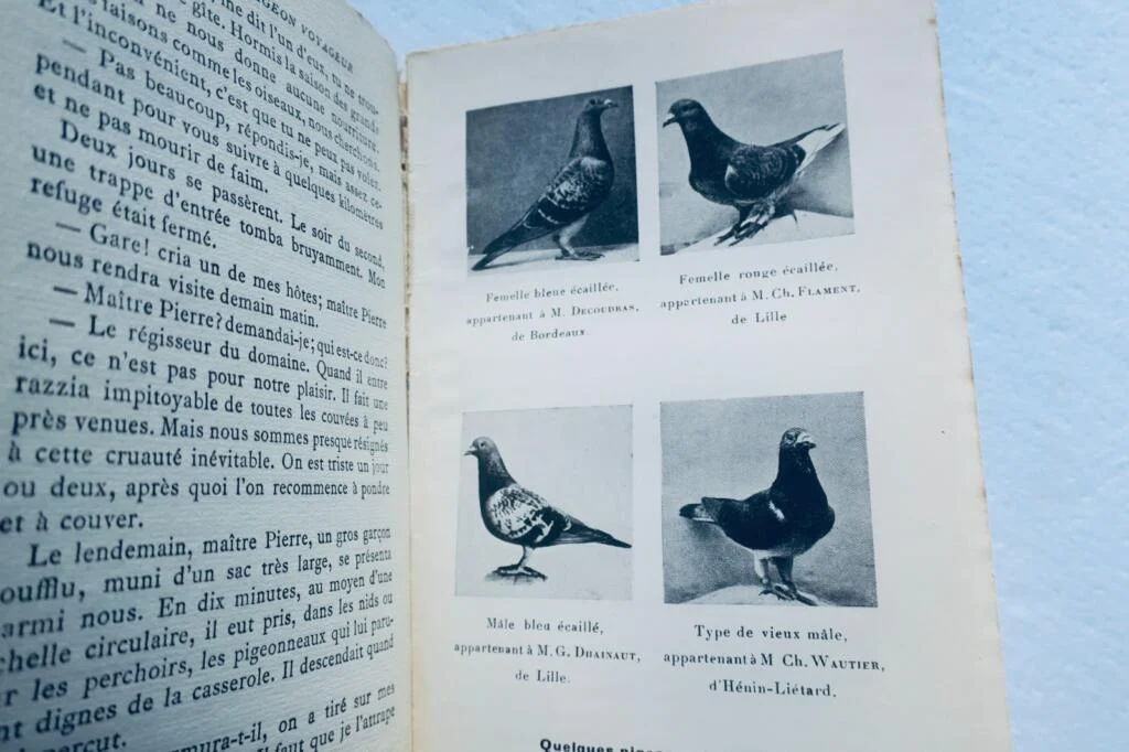 mémoires d’un pigeon voyageur