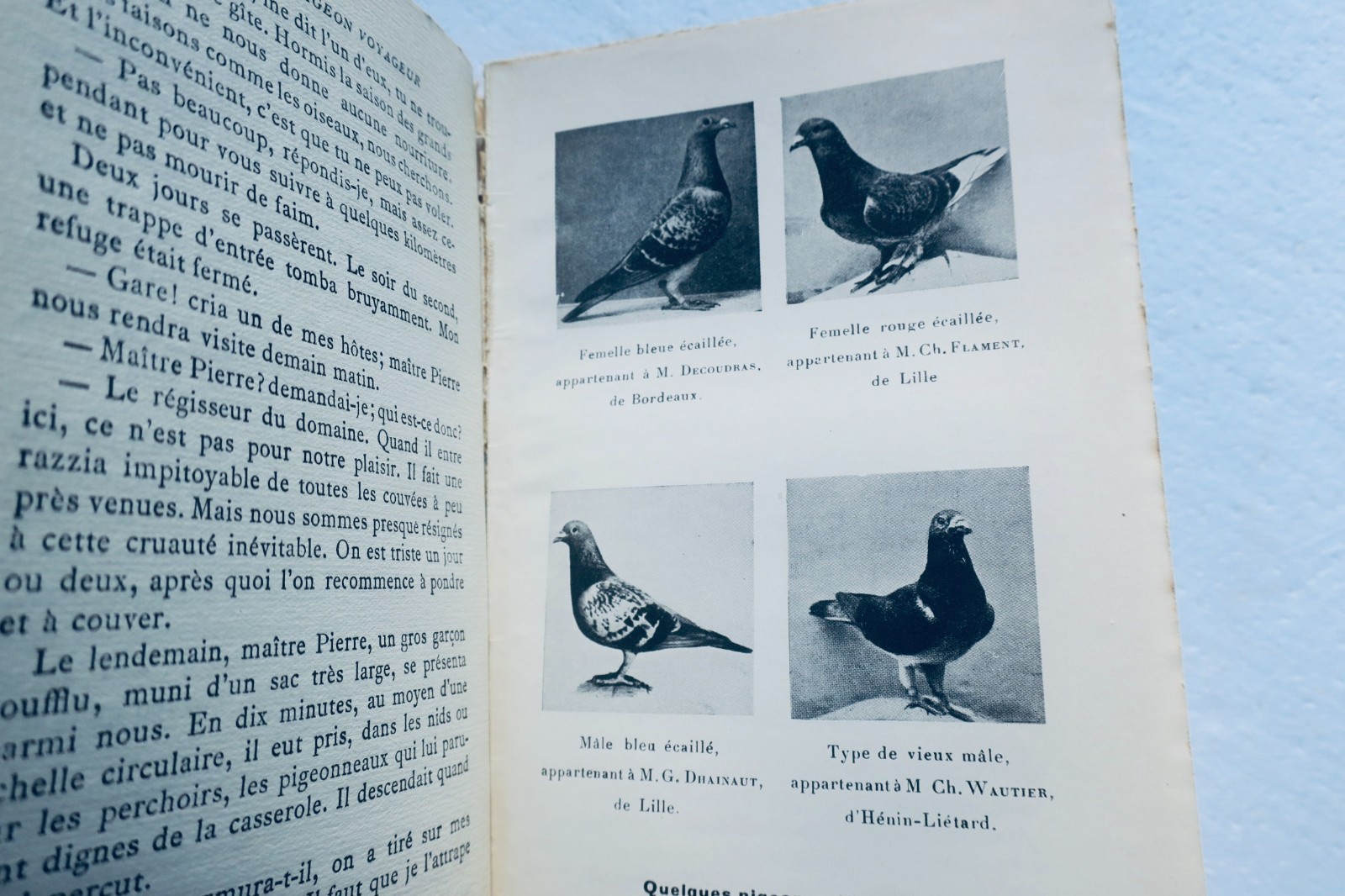 旅する鳩の回想録
