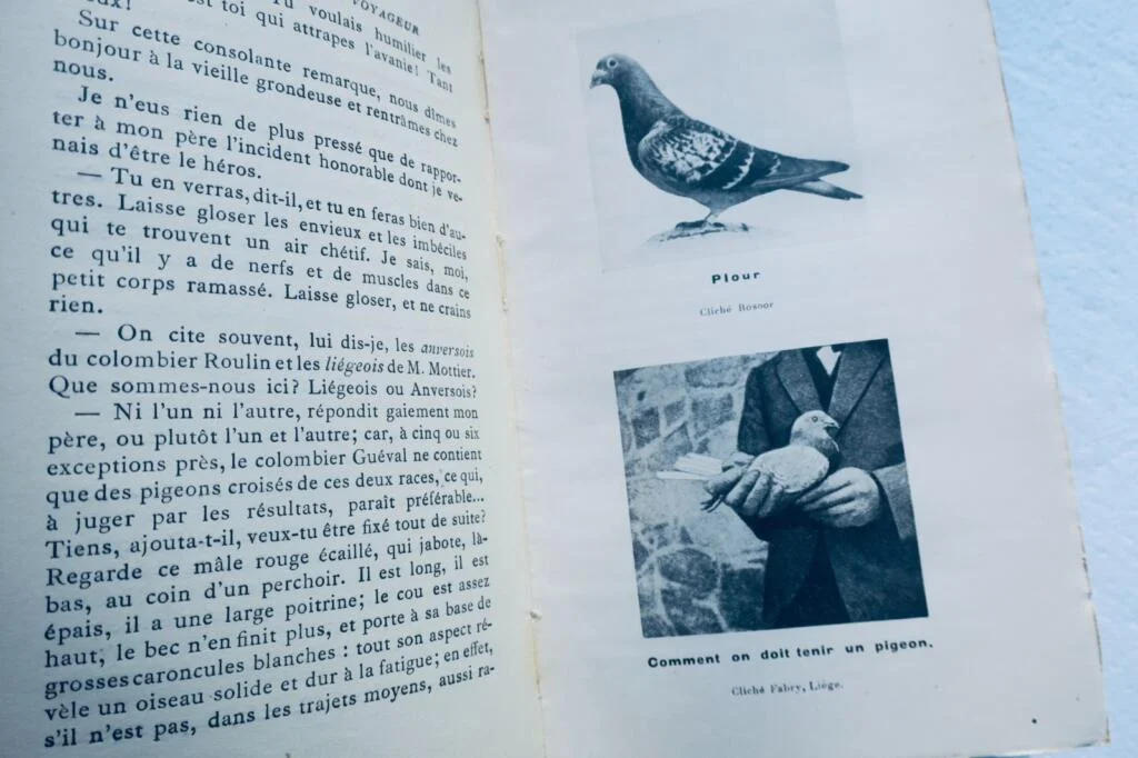 mémoires d’un pigeon voyageur