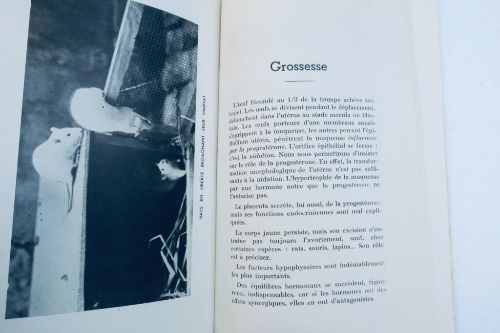 souris et rats blancs 1949. esquisse pour une étude