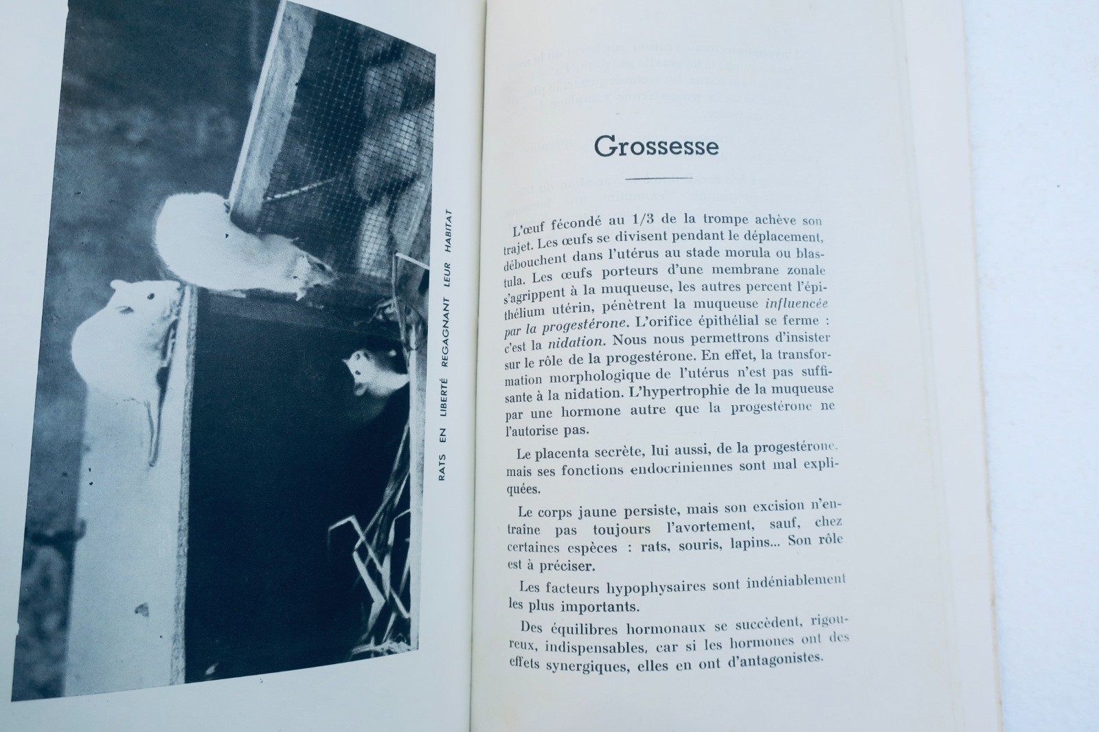 白鼠与白鼠 1949年 研究手稿