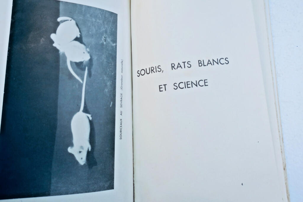 souris et rats blancs 1949. esquisse pour une étude