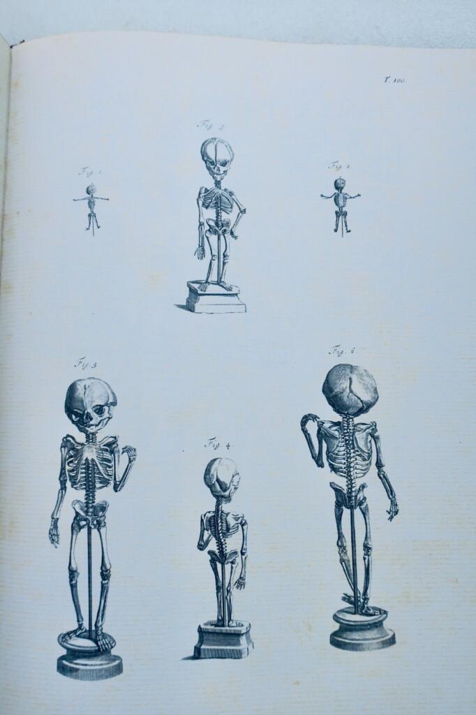 Anatomia corporum humanorum centum et viginti tabulis 1750