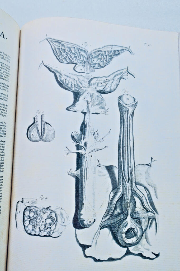 Anatomia corporum humanorum centum et viginti tabulis 1750