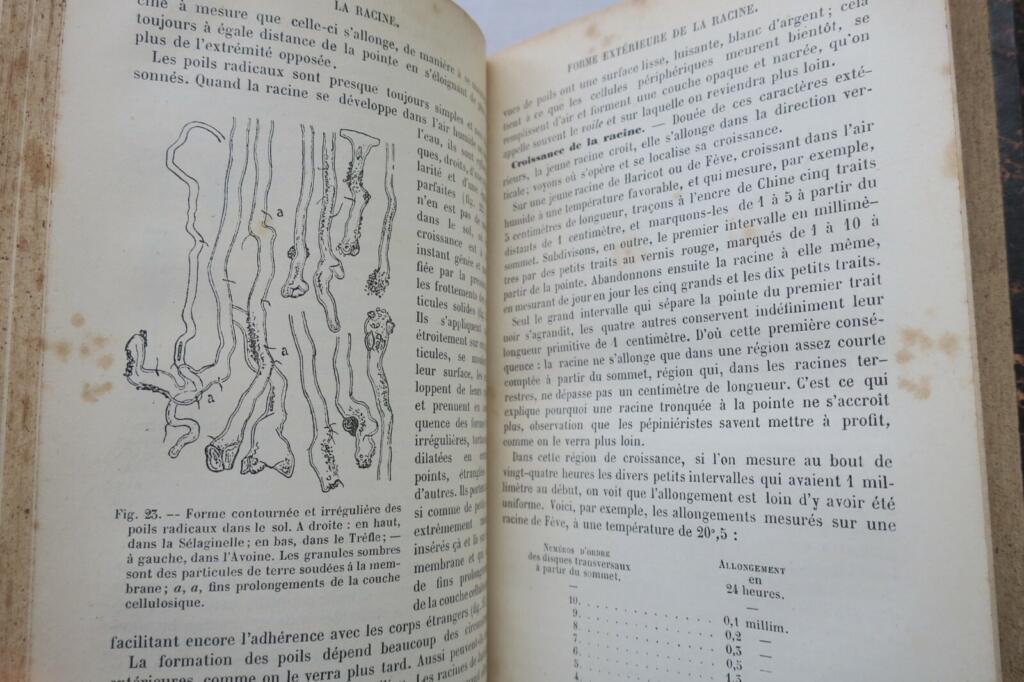 Botanische Elemente 1891