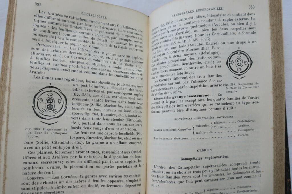 Botanische Elemente 1891