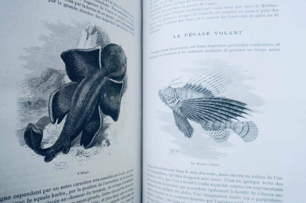 Buffon, Lacépède Histoire naturelle extraite de Buffon et de Lacépède 1870