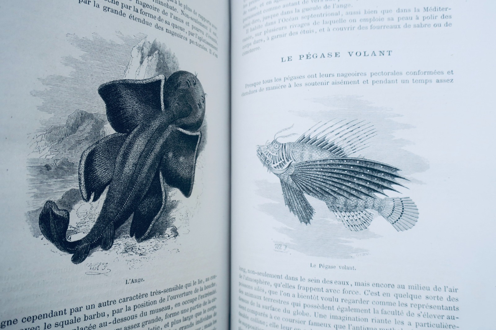 Buffon, Lacépède Histoire naturelle extraite de Buffon et de Lacépède 1870 (vue 2 sur 9)