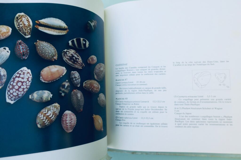coquillage 《海螺:海底生命杰作》