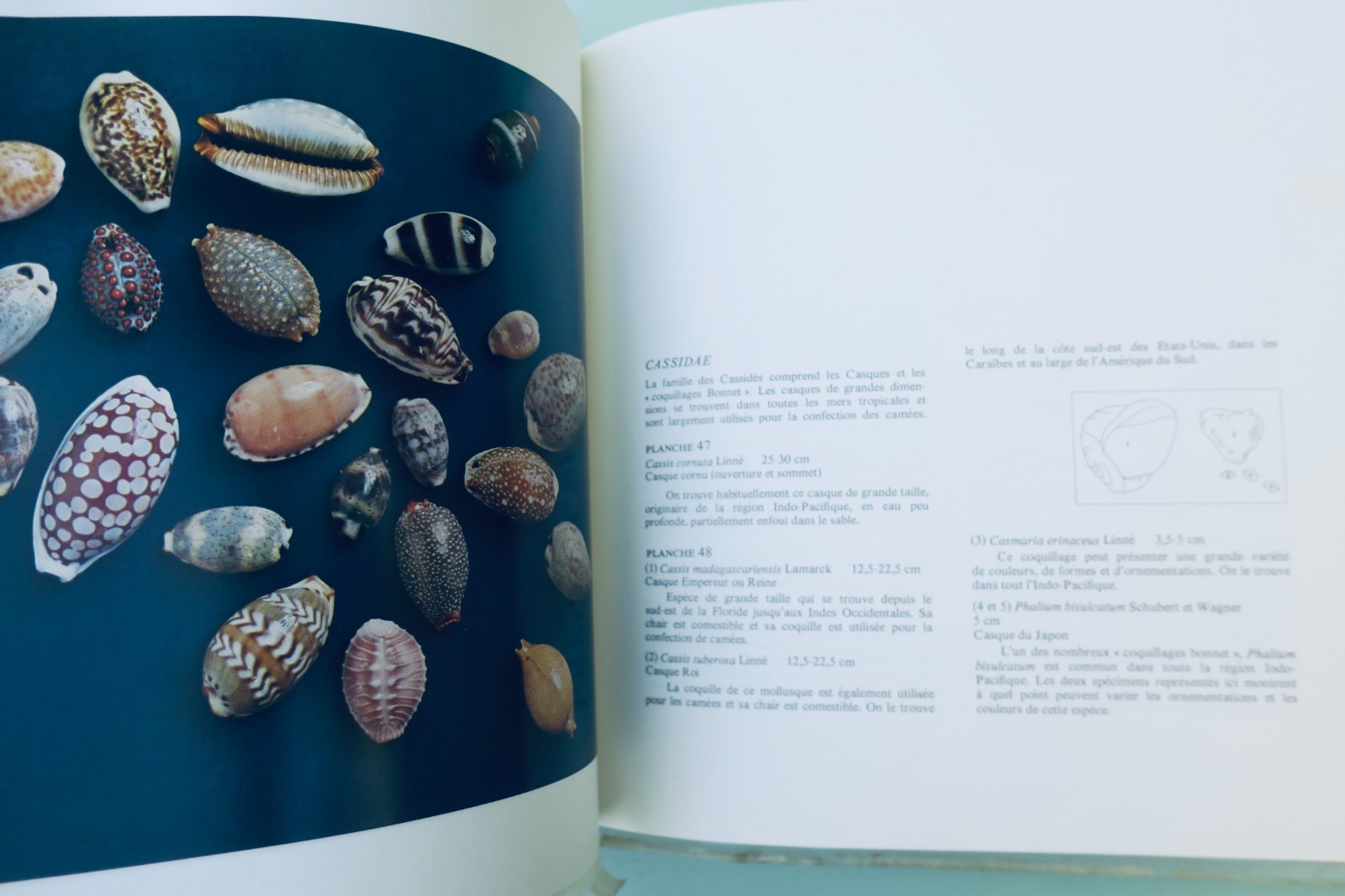 Muscheln – Meisterwerke des Meereslebens