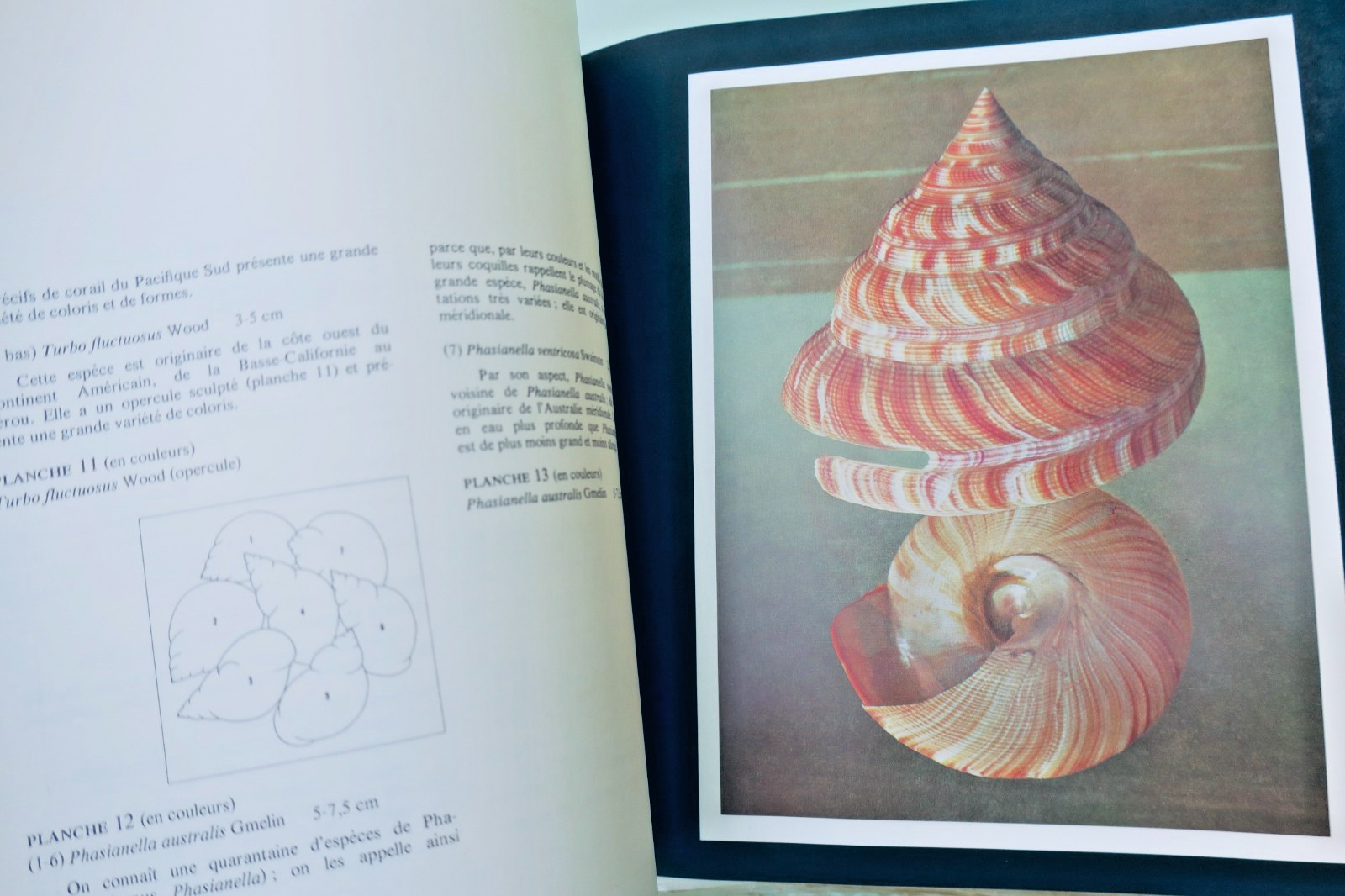 Muscheln – Meisterwerke des Meereslebens
