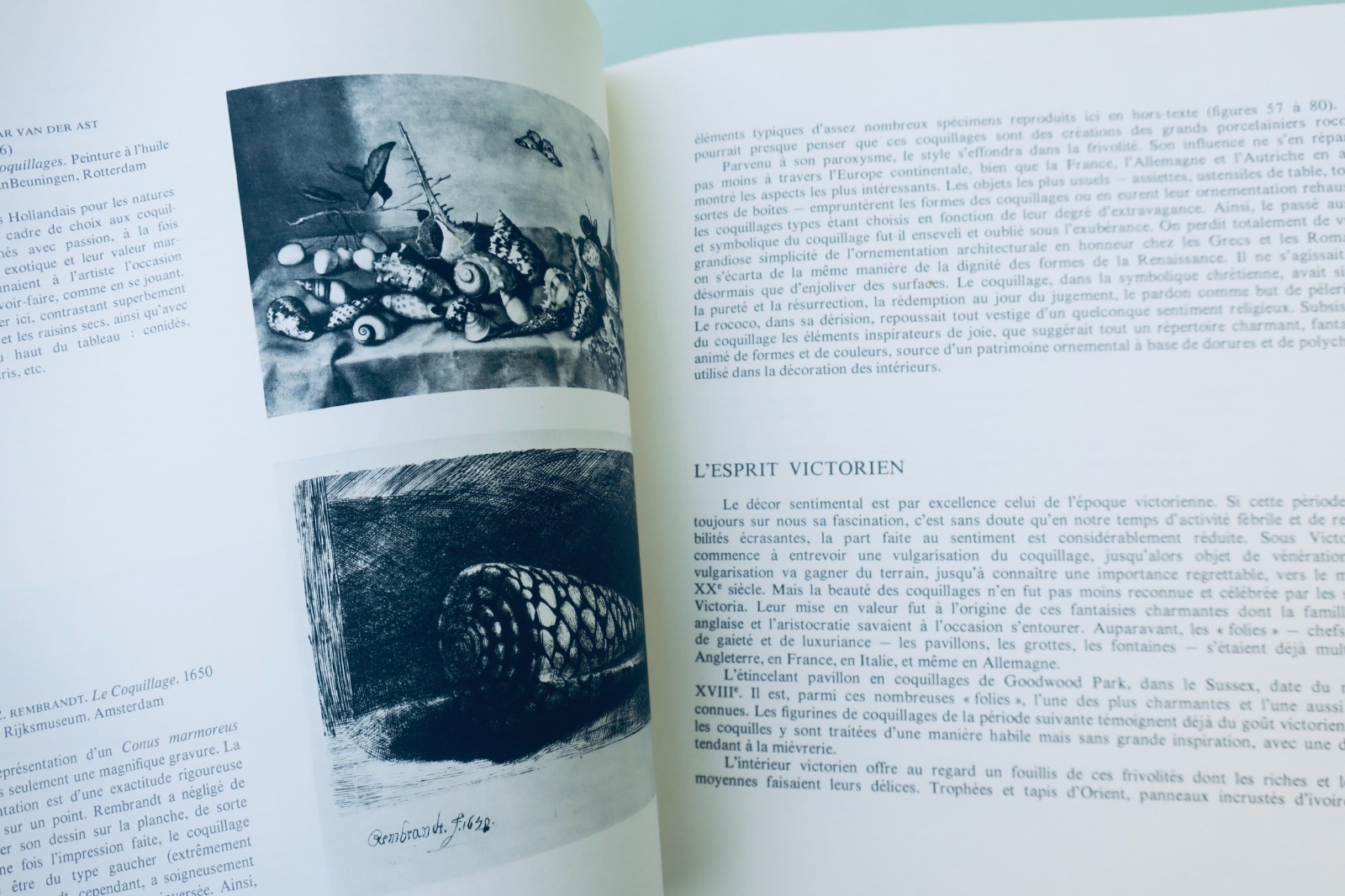 Muscheln – Meisterwerke des Meereslebens