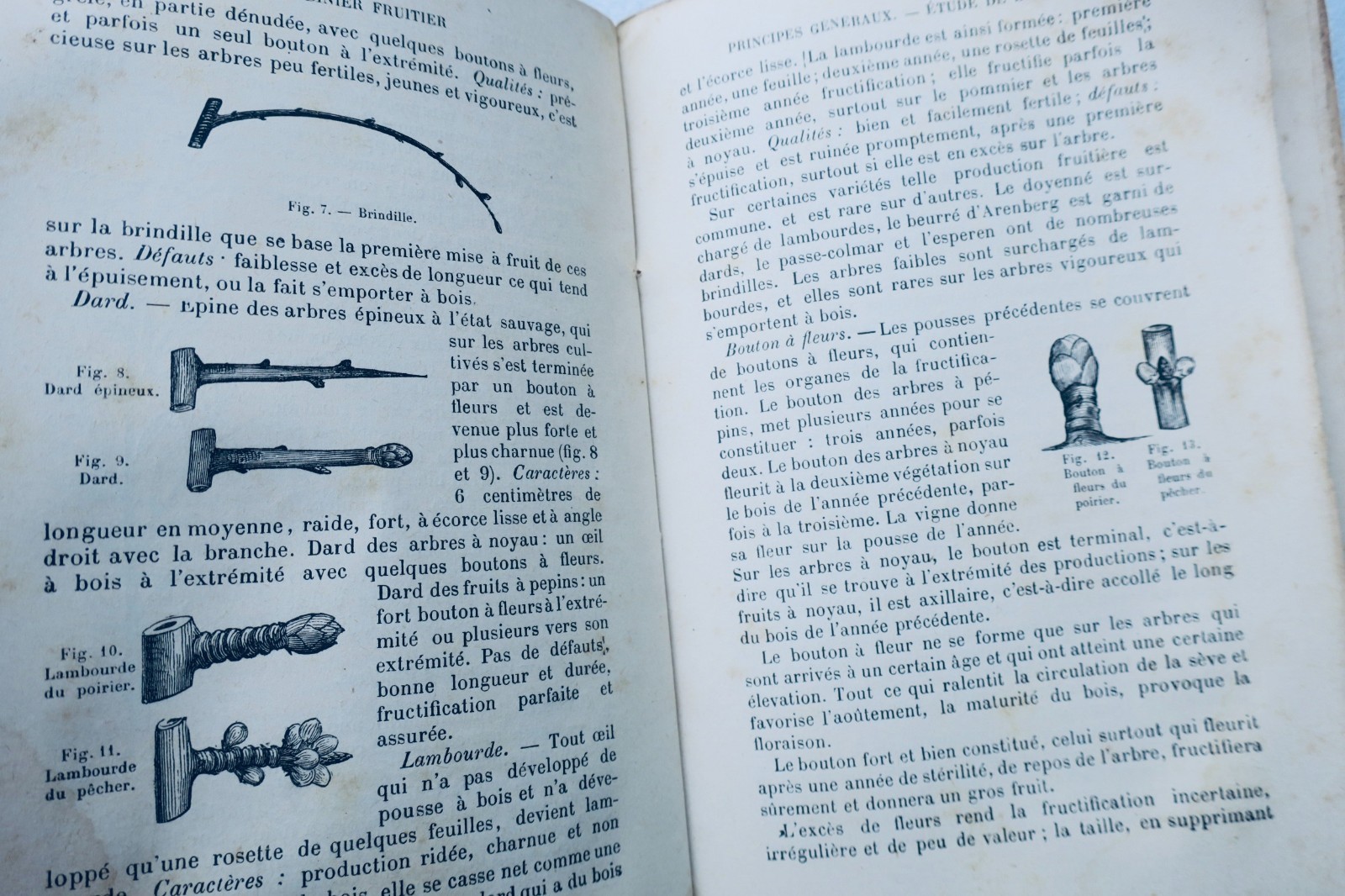 Frutales – Größe der Obstbäume, Bd. 1: Birn- und Apfelbaum