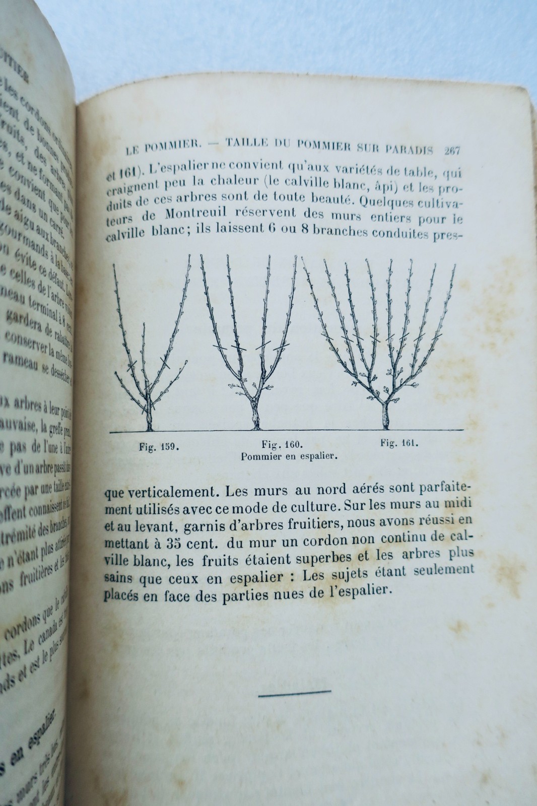 Frutales – Größe der Obstbäume, Bd. 1: Birn- und Apfelbaum