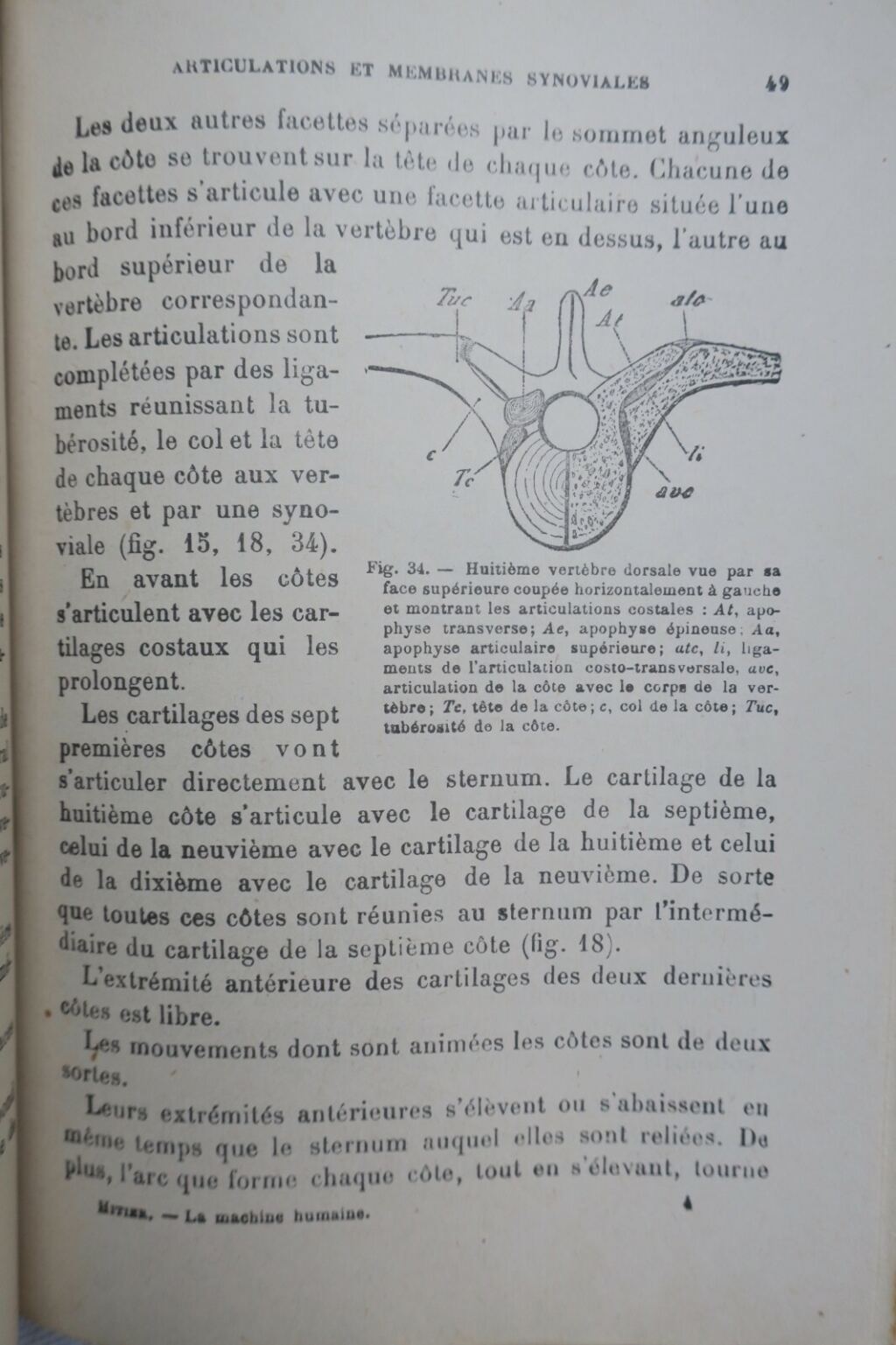 Mechanik und Physiologie der menschlichen Maschine