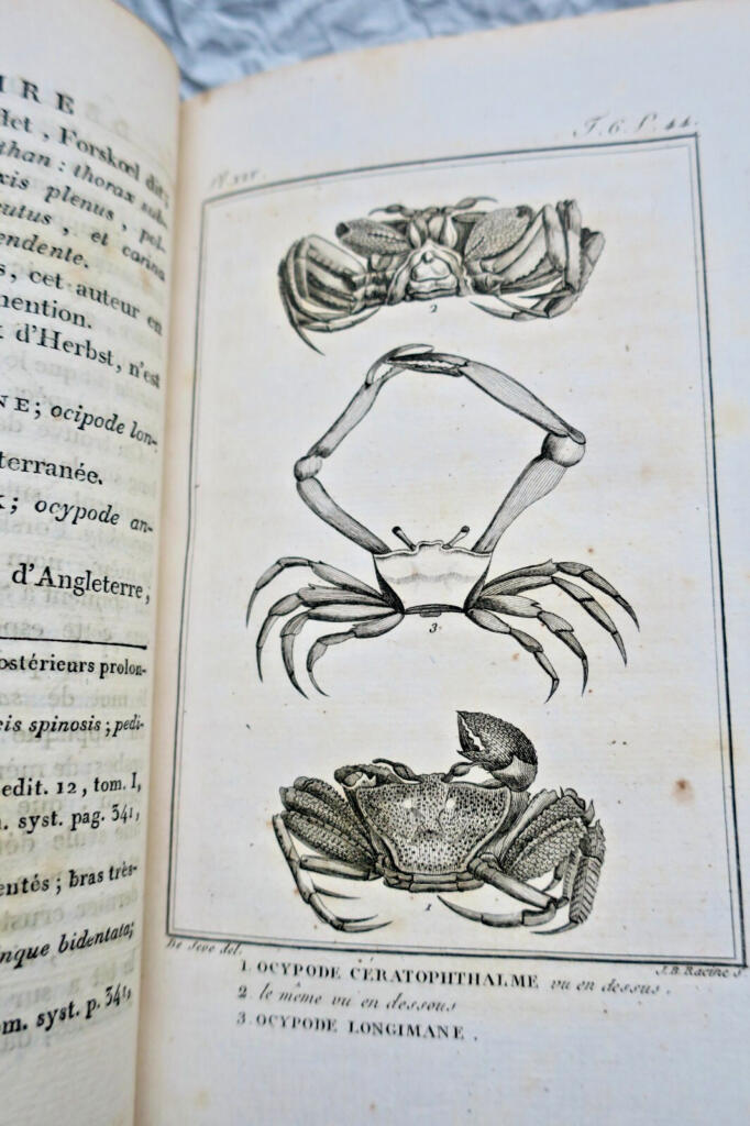 océan Histoire Naturelle.. des Crustacés et des insectes 1802