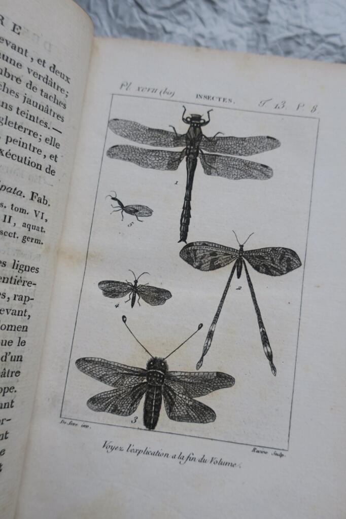 Naturgeschichte der Krebstiere und Insekten