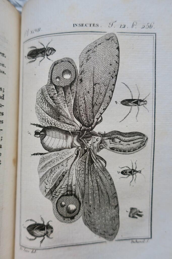 Naturgeschichte der Krebstiere und Insekten