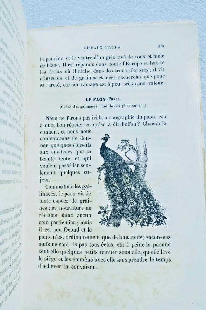 Oiseau CHAMPAIME L&rsquo;ART D&rsquo;ELEVER ET D&rsquo;INSTRUIRE LES OISEAUX 1889