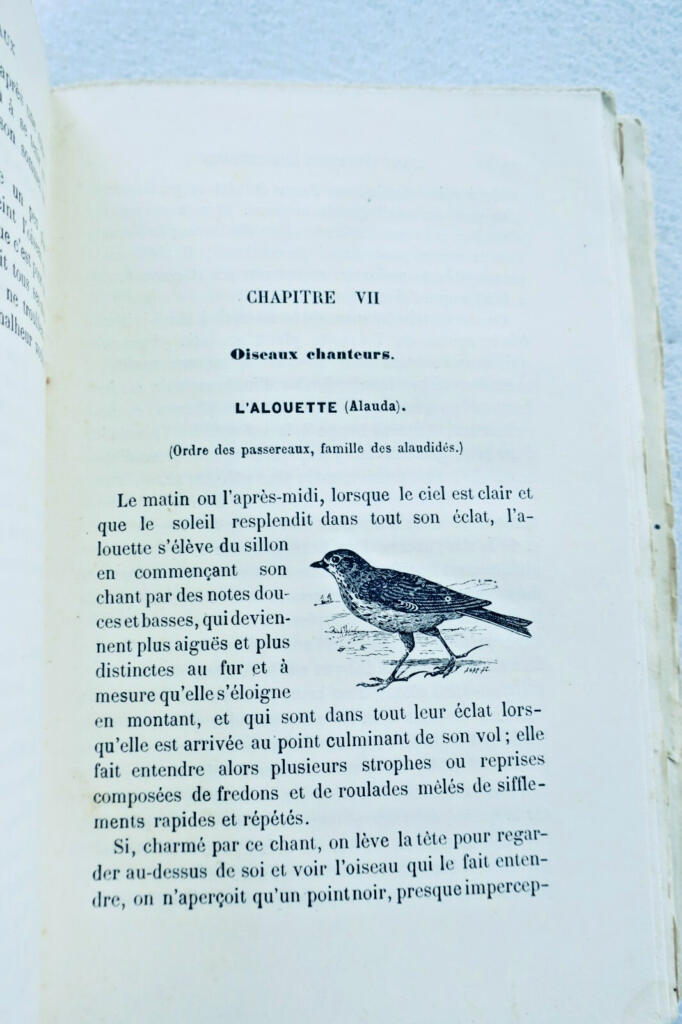 Oiseau CHAMPAIME L&rsquo;ART D&rsquo;ELEVER ET D&rsquo;INSTRUIRE LES OISEAUX 1889