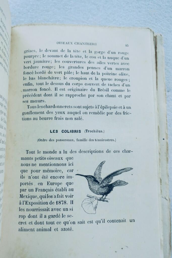 Oiseau CHAMPAIME L&rsquo;ART D&rsquo;ELEVER ET D&rsquo;INSTRUIRE LES OISEAUX 1889