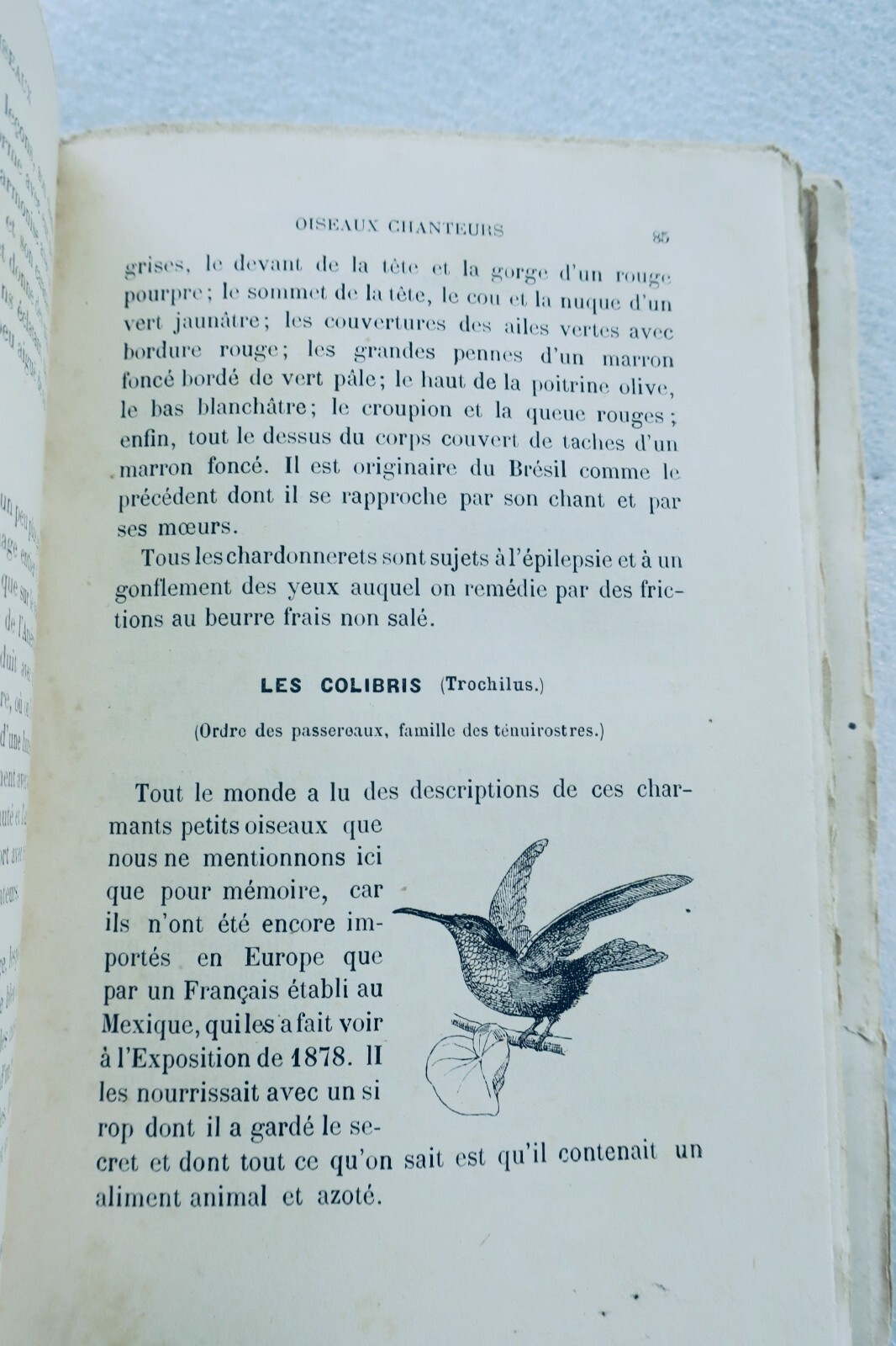 Champaime's Art of Raising and Training Birds 1889