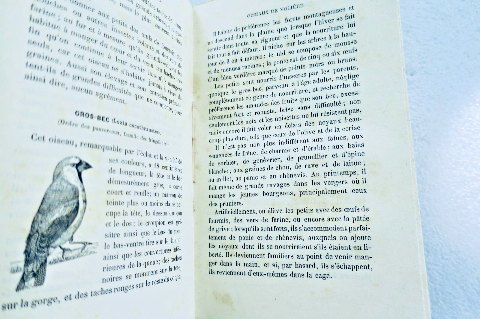Champaime's Art of Raising and Training Birds 1889
