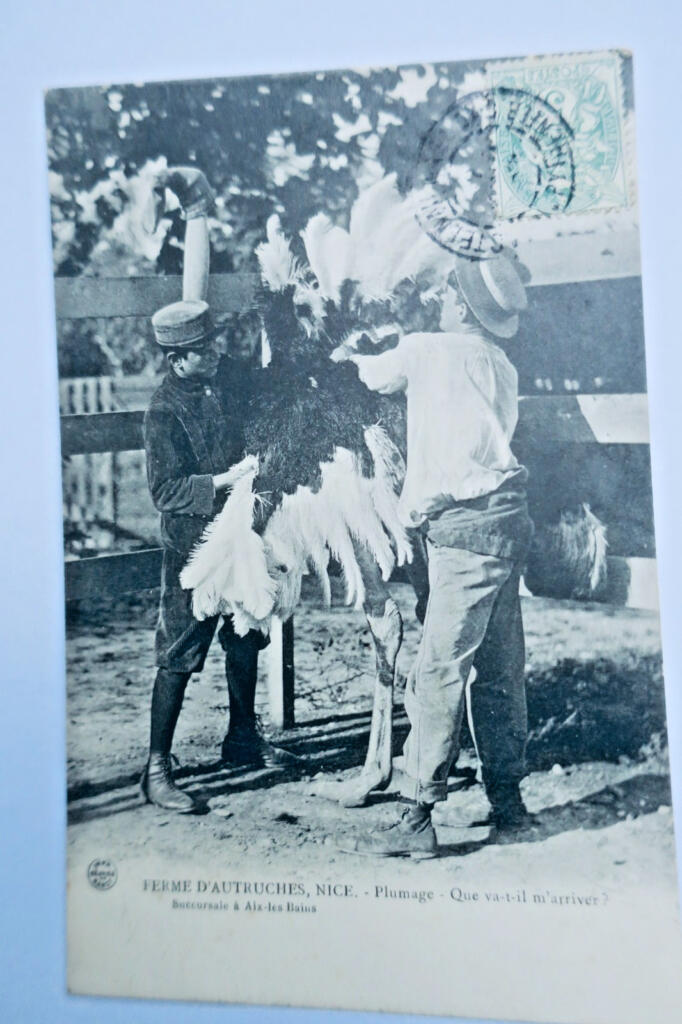 鸵鸟羽毛公司三张明信片,1907年